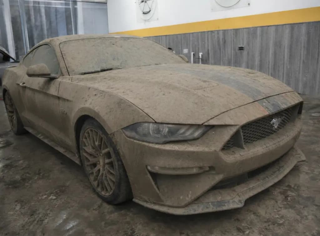 Pet Hair Removal - before service