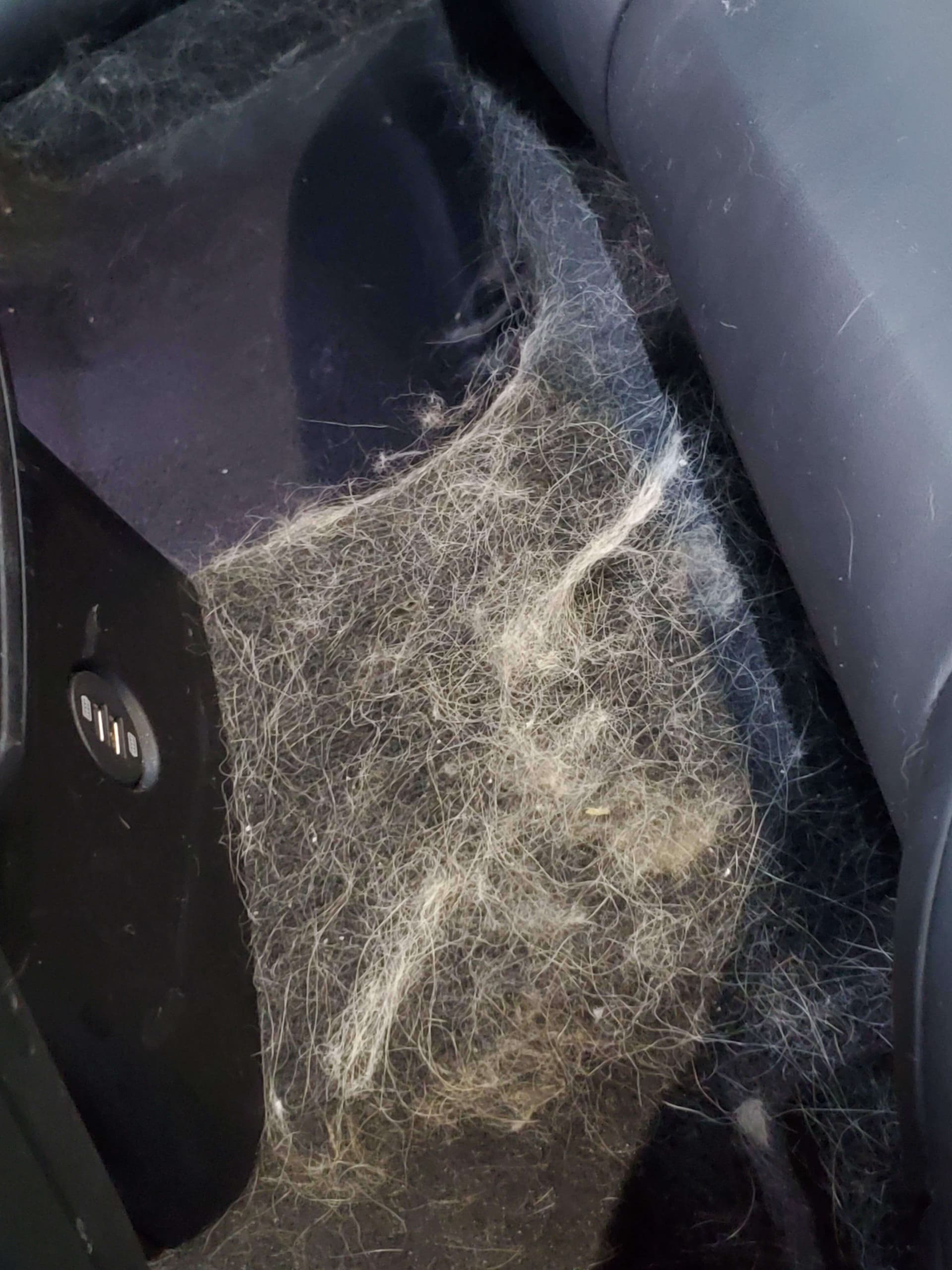 detailing dog hair chicago